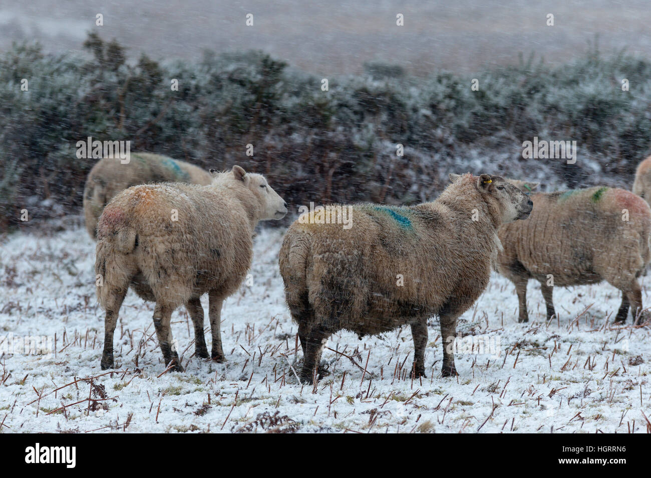 Builth Wells, Powys, Wales, UK. 12. Januar 2017.  Schafe warten in einem Schneesturm für den Landwirt Futter auf das Hochmoor des Bereichs Mynydd Epynt nahe Builth Wells in Powys, Mid Wales, Vereinigtes Königreich zu bringen. © Graham M. Lawrence/Alamy-Live-Nachrichten. Stockfoto
