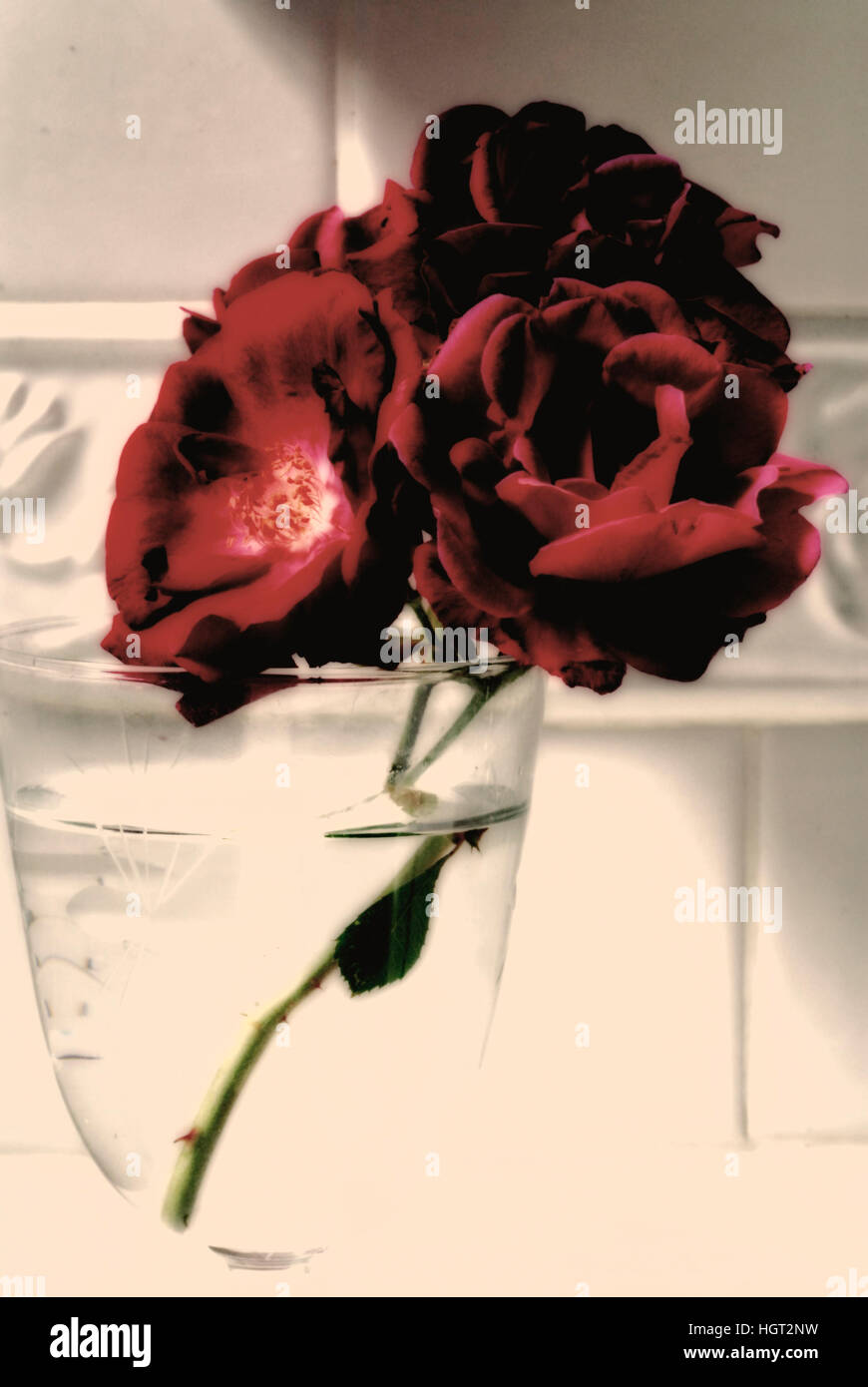 Rote Rosen in Vase. Instagram-Effekt Stockfoto