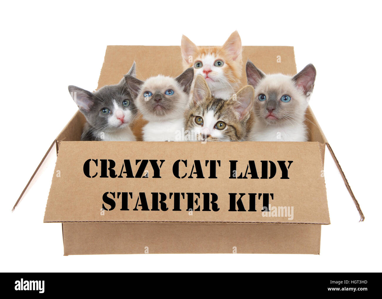 Fünf verschiedene Kätzchen in einem braunen Karton nachschlagen, isoliert auf einem weißen Hintergrund. Verrückte Katzen-Dame auf der Seite der Box Schablonen Stockfoto