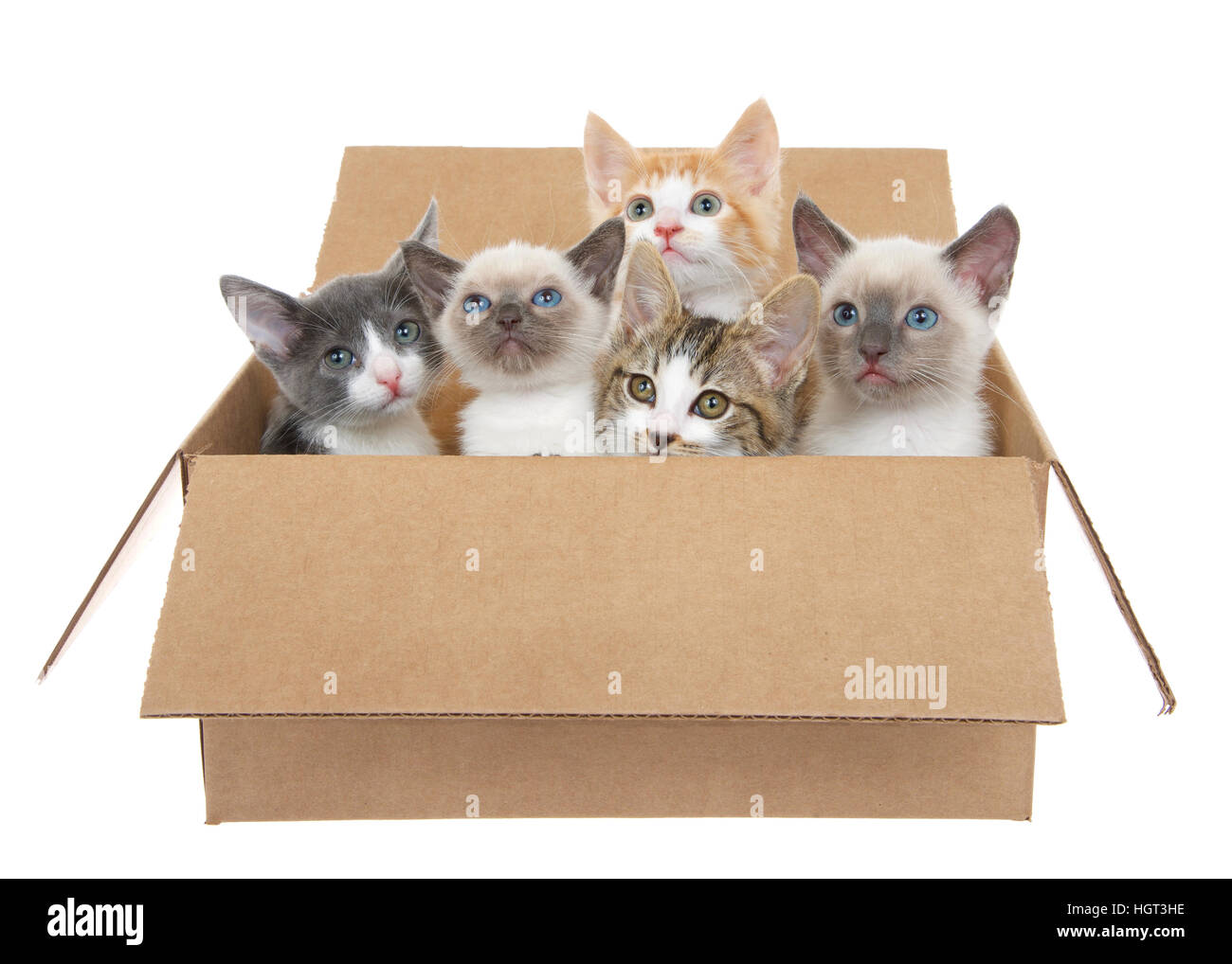 Fünf verschiedene Kätzchen in einem braunen Karton nachschlagen, isoliert auf einem weißen Hintergrund. Kätzchen-Saison, Kätzchen zum Verkauf und oder bis gut frei Haus Stockfoto