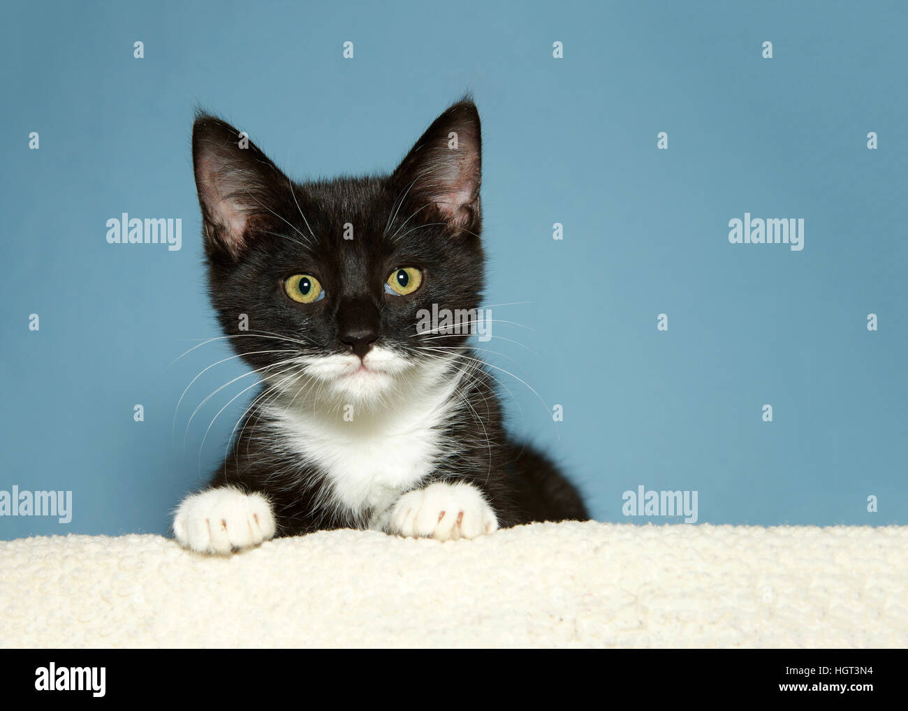 Porträt von ein schwarz / weiß kurz behaart Tabby Kätzchen Schaffell Decke auflegen, peeking über Bett Tischkante Blick auf Viewer, blaue staatlich Stockfoto