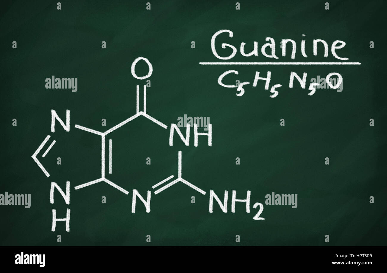 Strukturmodell von Guanin an die Tafel. Stockfoto