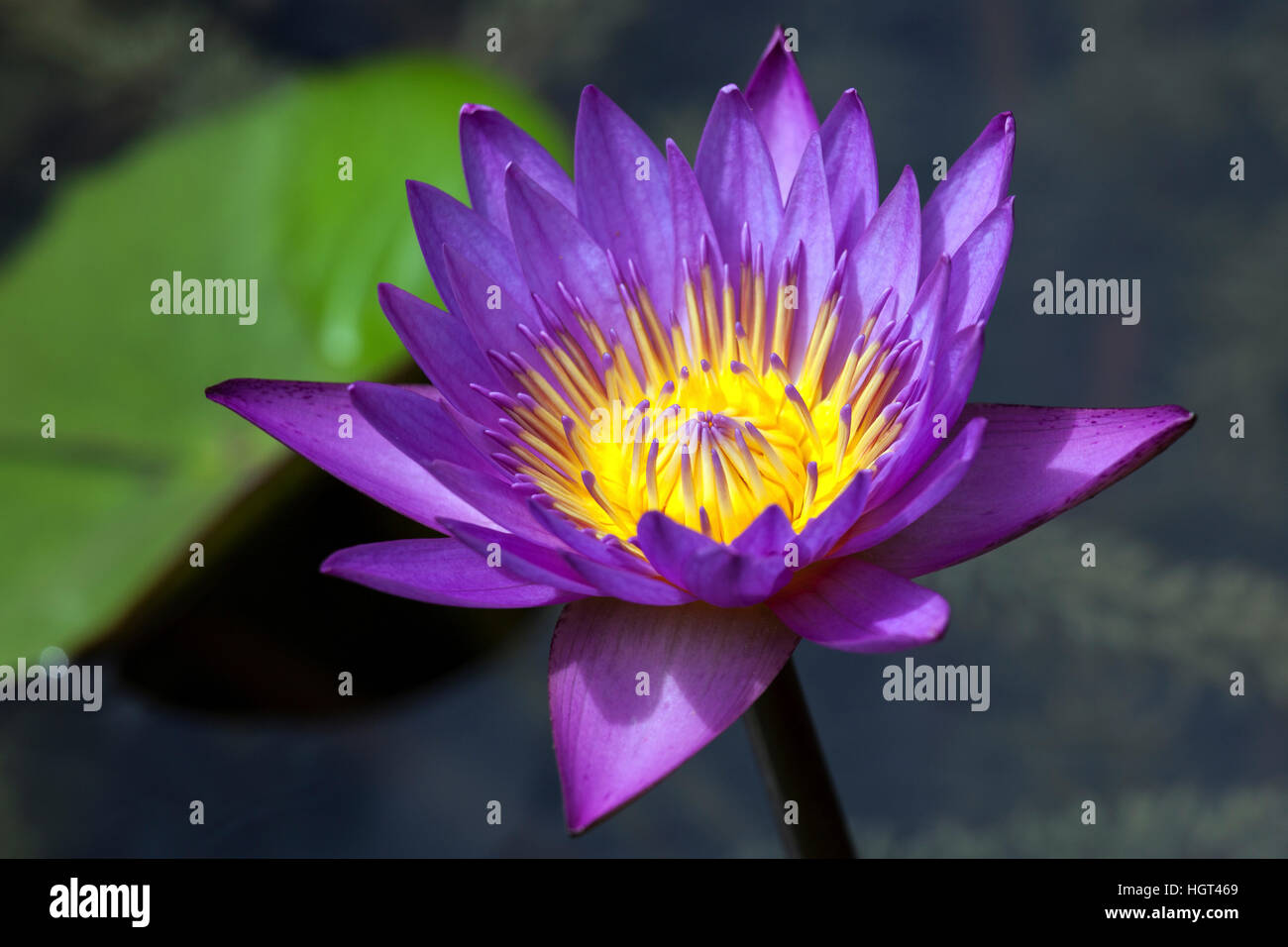Blauer Lotus Foto & Bild  archiv projekte naturchannel