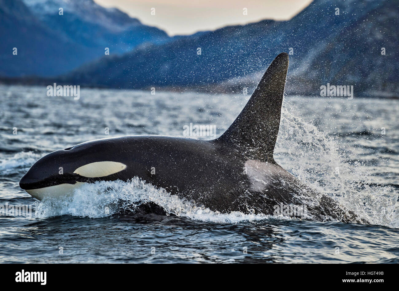 Orca oder Schwertwal (Orcinus Orca), Kaldfjorden, Norwegen Stockfoto