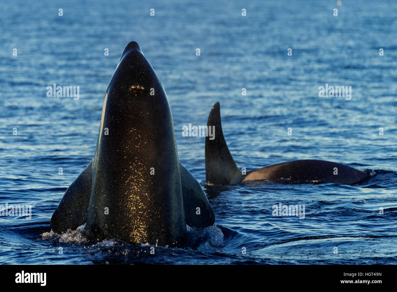 Orca oder Mörder-Wal (Orcinus Orca), falsch, Kaldfjorden, Norwegen Stockfoto