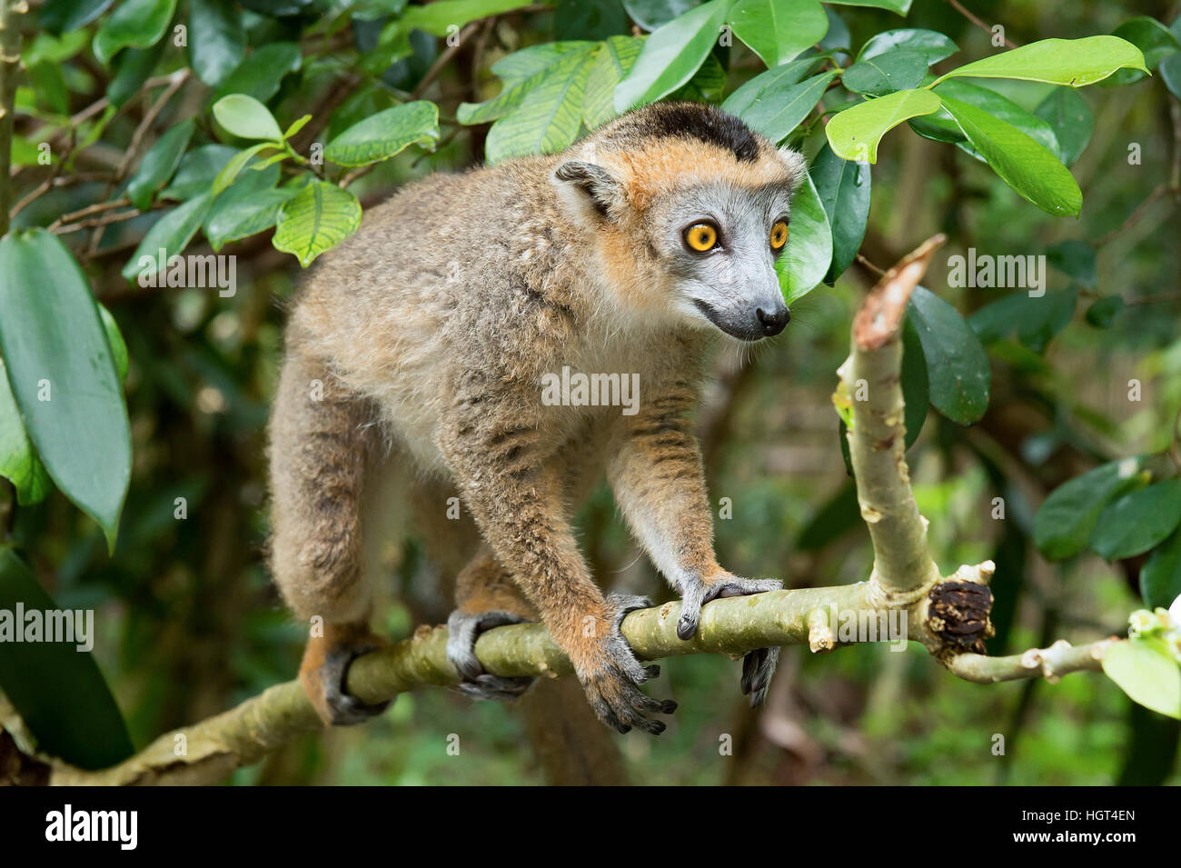 Gekrönte Lemur (Eulemur Coronatus) im Baum, Pèrinet-Analamazaotra Nature Reserve, Madagaskar Stockfoto