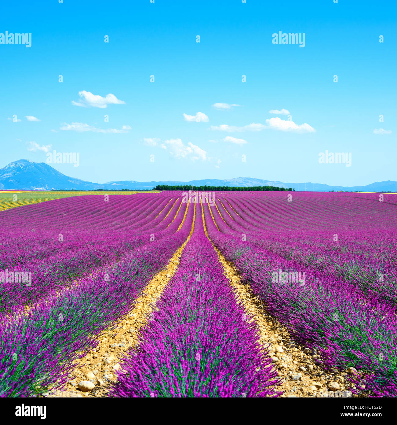 Blume, Lavendel duftenden Felder in endlosen Reihen und Bäume auf Backgrond. Plateau von Valensole, Provence, Frankreich. Stockfoto