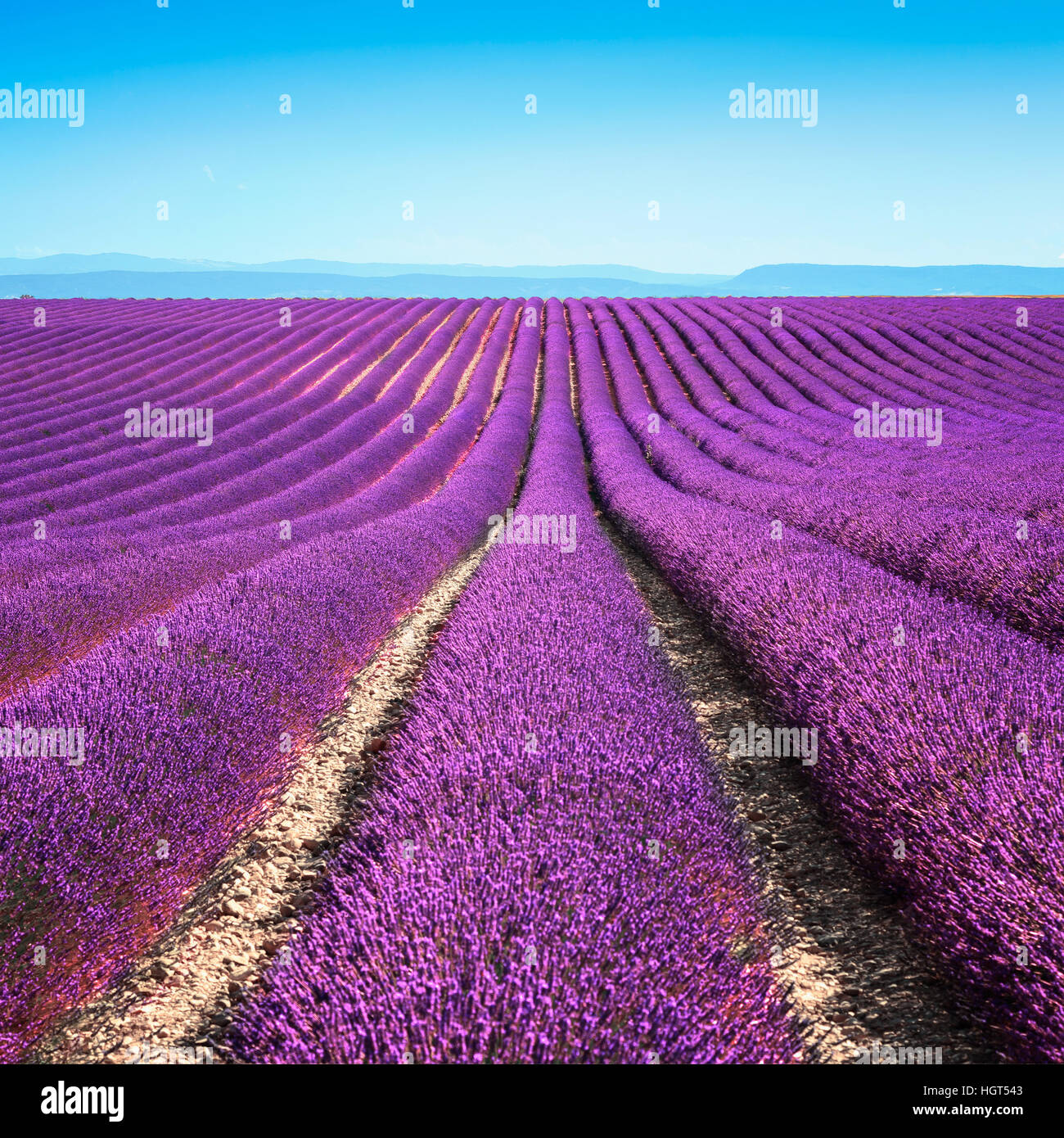 Blume, Lavendel duftenden Felder in endlosen Reihen. Plateau von Valensole, Provence, Frankreich. Stockfoto