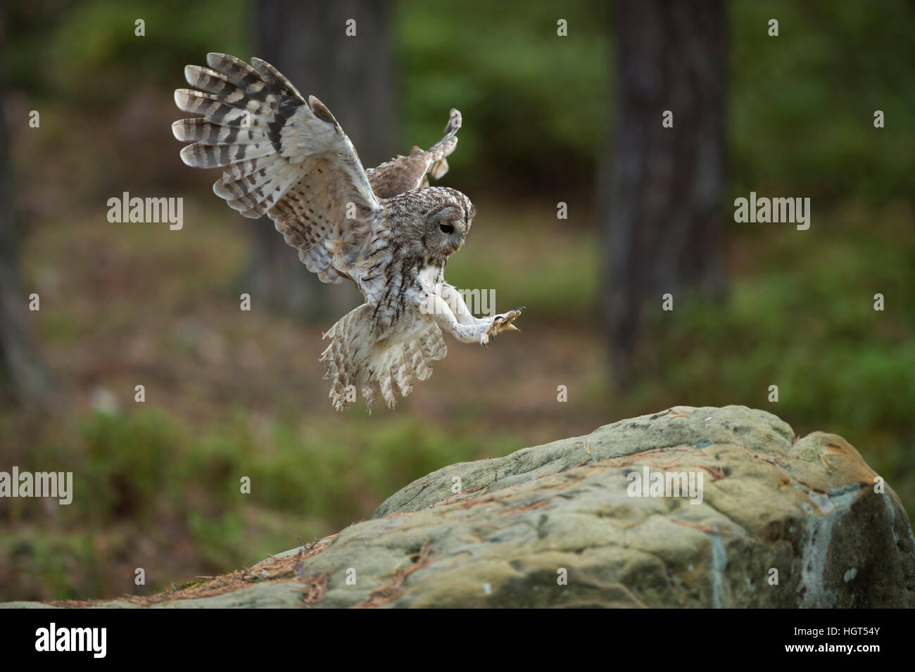 Waldkauz (Strix Aluco) im Flug, fliegen, landen auf einem Felsen, weite Flügel, gestreckten Flügeln, Seitenansicht, engelhafte Pose. Stockfoto