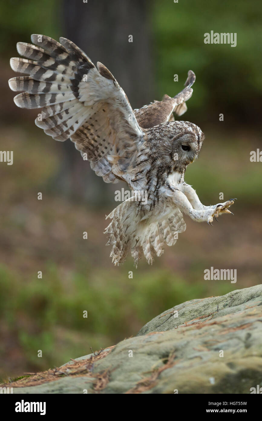 Waldkauz (Strix Aluco) im Flug, fliegen, landen auf einem Felsen, weite Flügel, gestreckten Flügeln, Seitenansicht, engelhafte Pose. Stockfoto