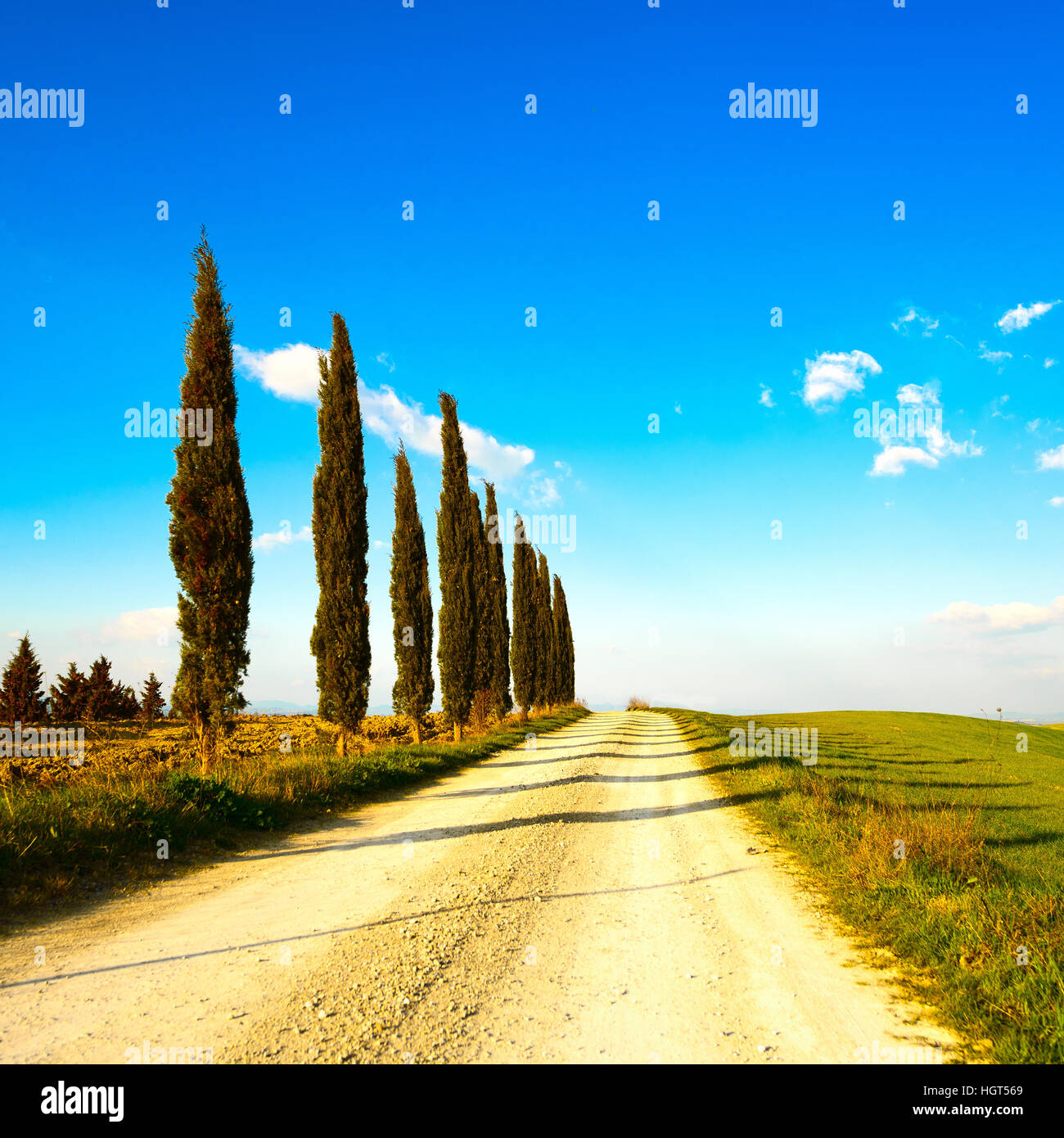 Toskana, Baumreihe Gruppe Zypressen und weiße Landstraße am Sonnenuntergang. Siena, Orcia-Tal, Italien, Europa. Stockfoto