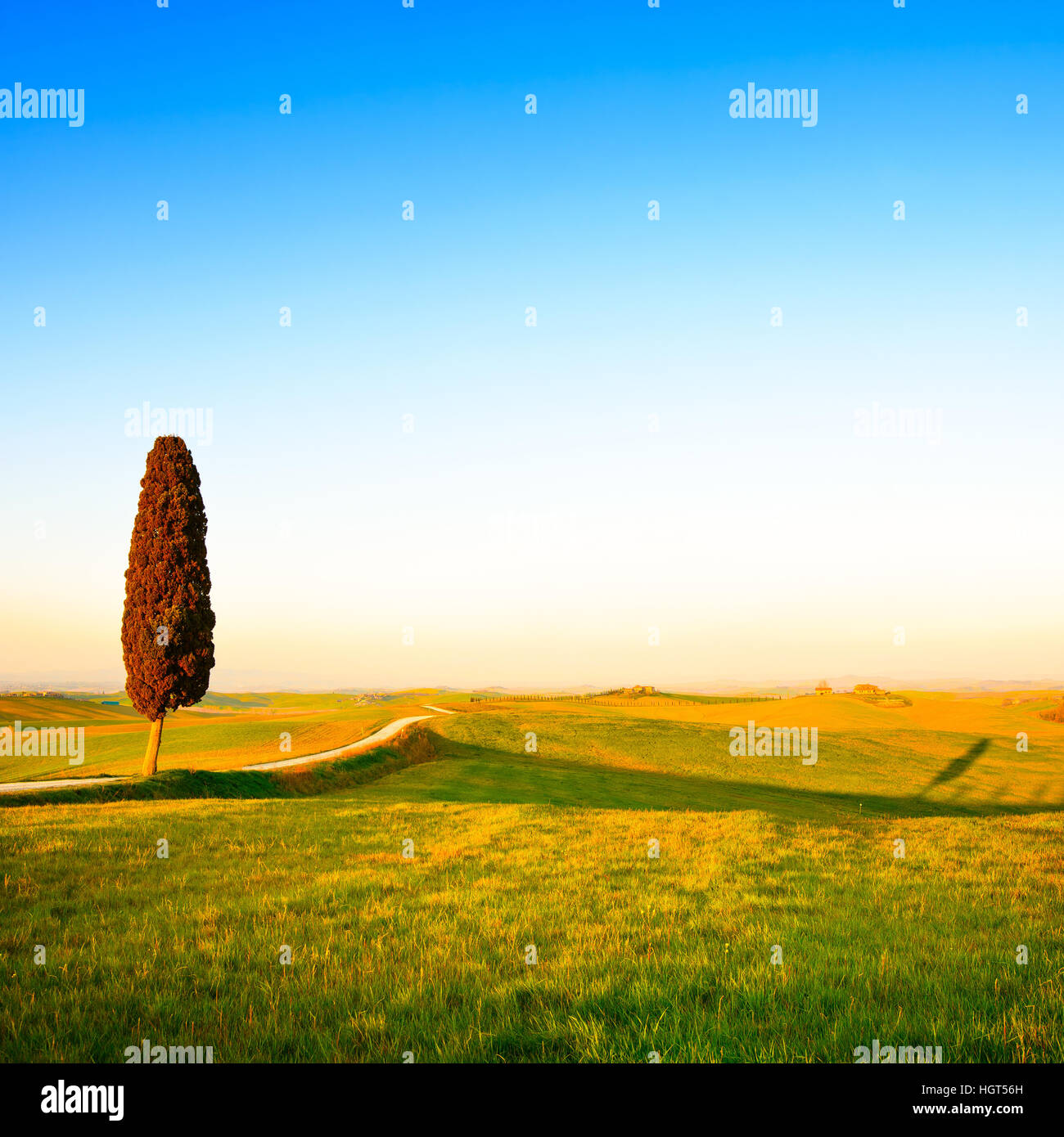 Toskana, einsame Zypresse, weiße Landstraße und Schatten am Sonnenuntergang. Siena, Orcia-Tal, Italien, Europa. Stockfoto