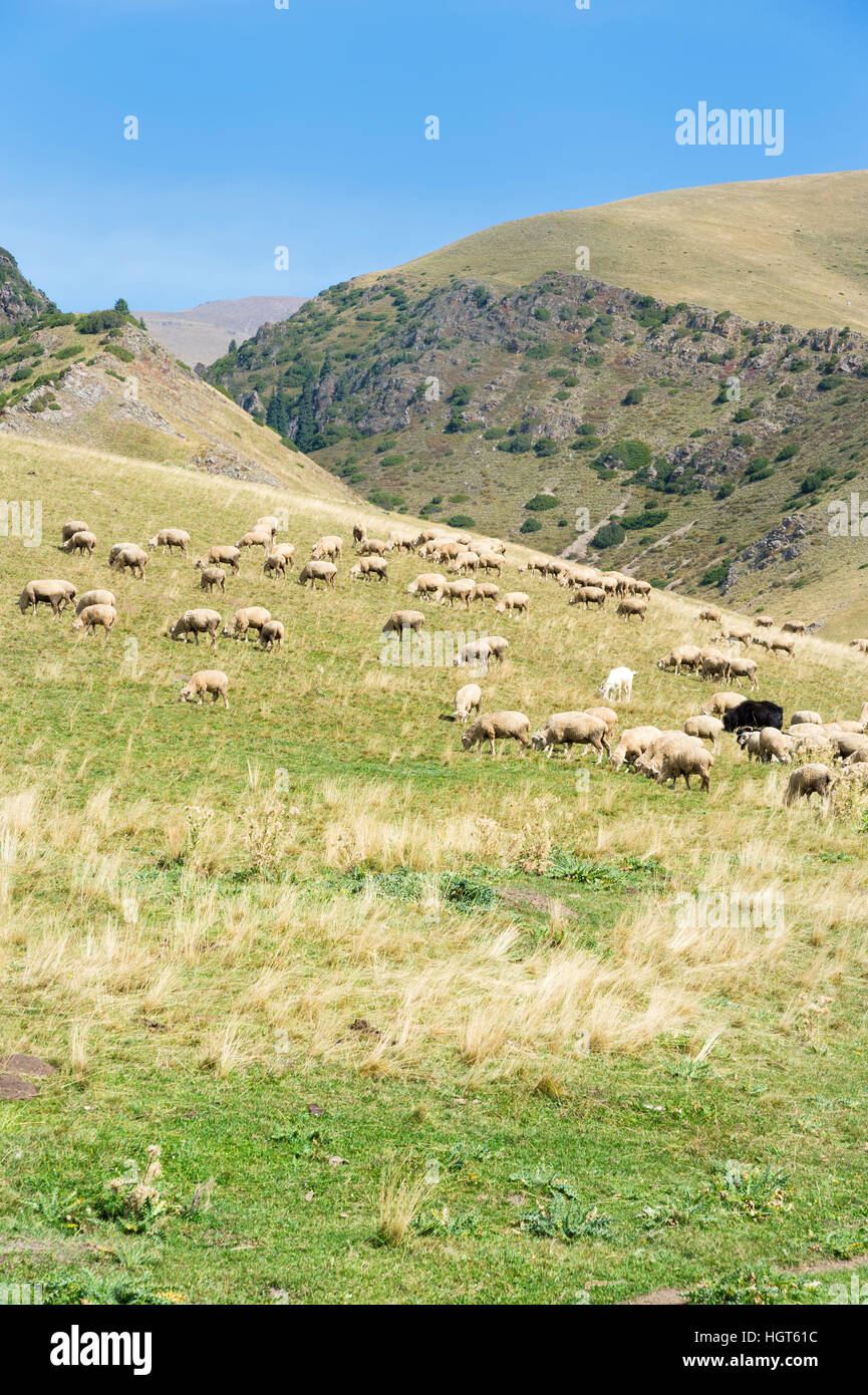 Weidenden Schafen, Ile-Alatau National Park, Tien Shan-Gebirge, Assy Plateau, Almaty, Kasachstan, Zentralasien Stockfoto