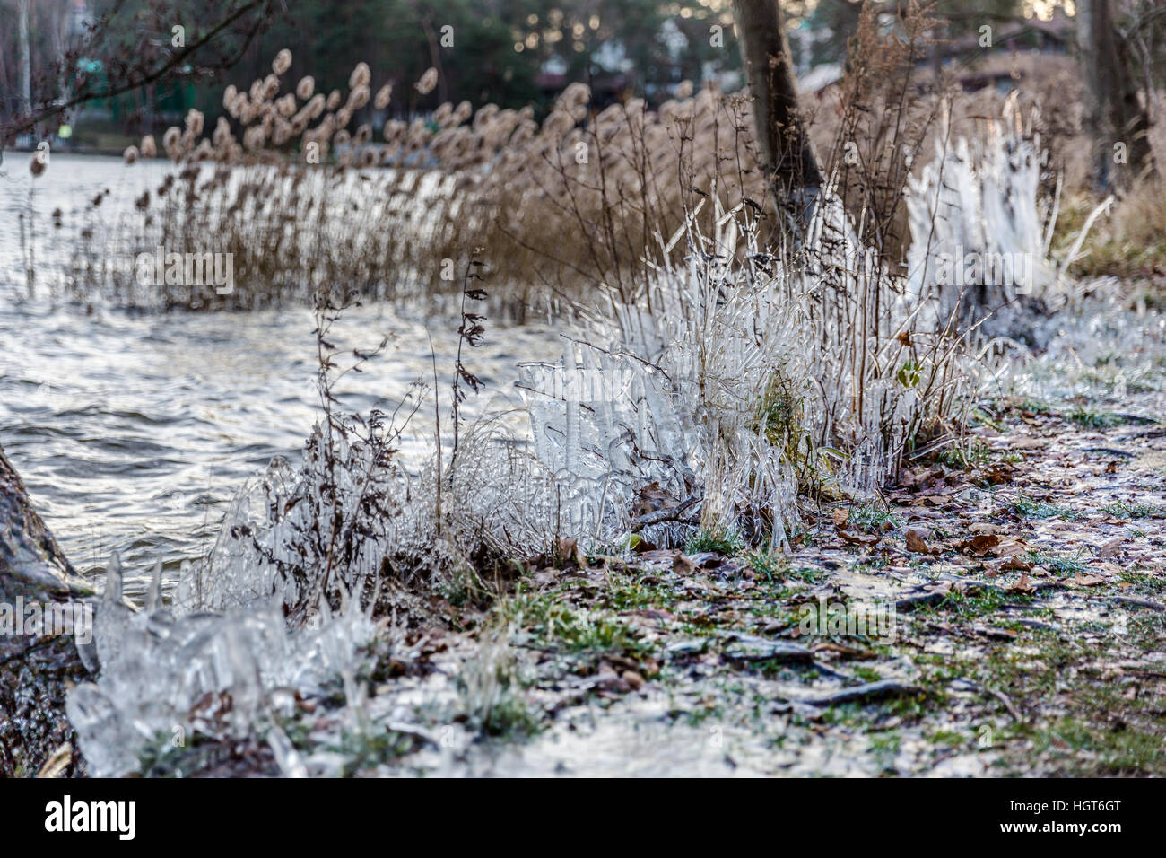 eisiger Wind erstellt Eis Statuen von grass Stockfoto