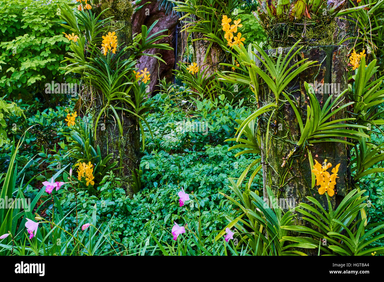 Singapur, Botanischer Garten, UNESCO-Welterbe, National Orchid Garden Stockfoto