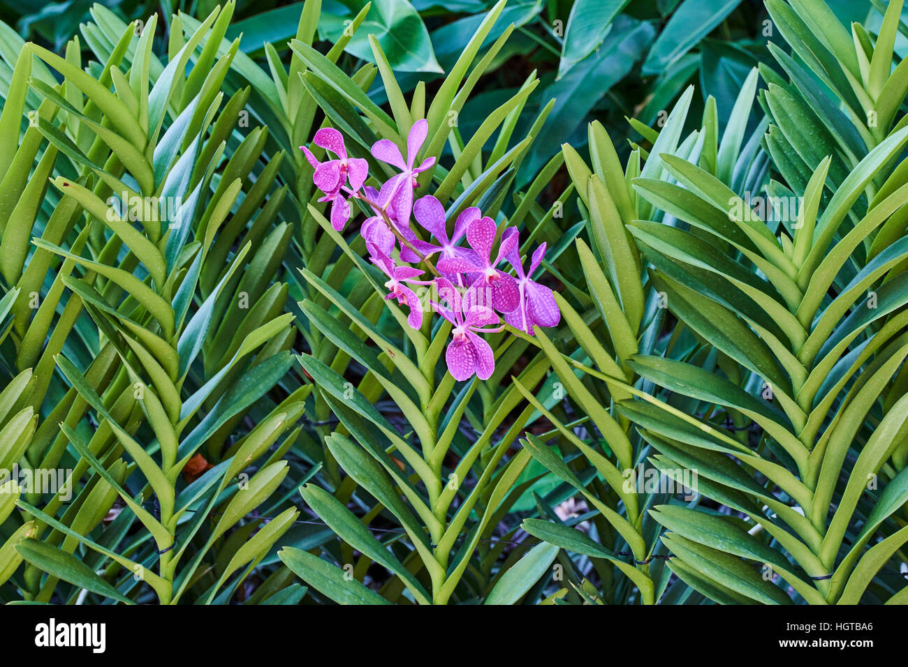 Singapur, Botanischer Garten, UNESCO-Welterbe, National Orchid Garden Stockfoto