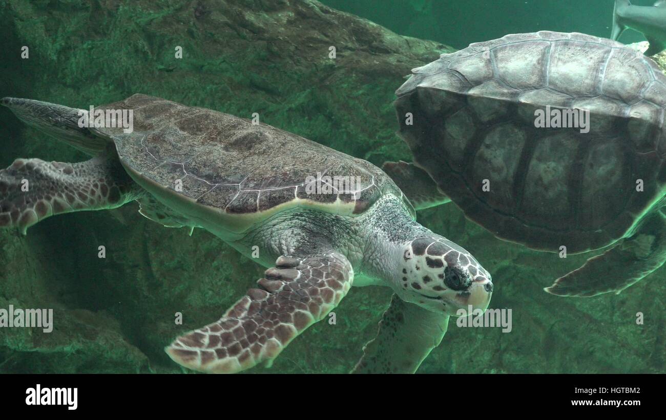 Schildkröten und andere Meeresbewohner Stockfoto