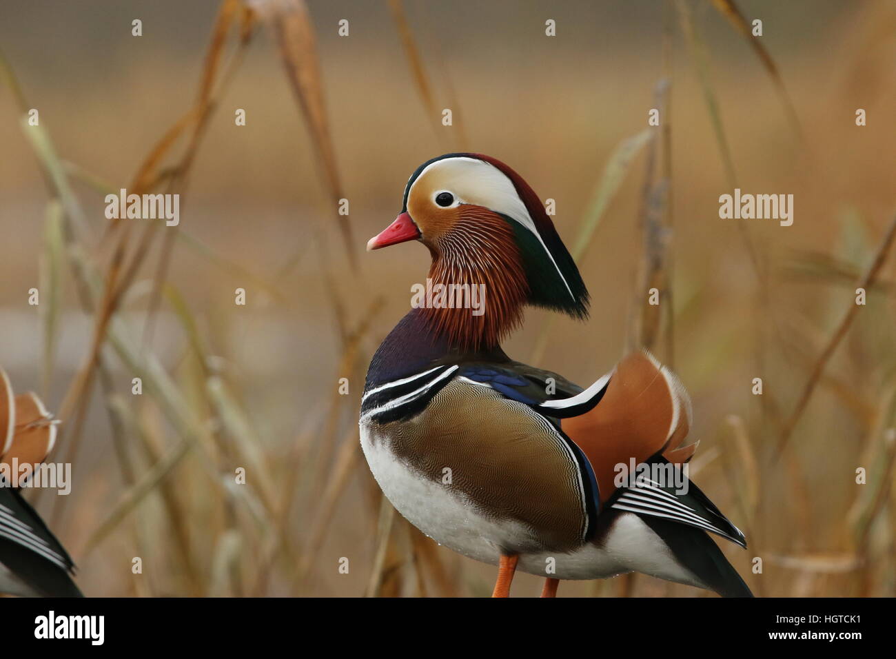 Mandarin Ente Stockfoto