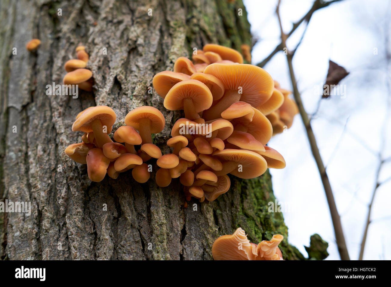 Parasitäre Hallimasch (Armillaria Mellea) Leben auf einem Wald Baum, UK. Stockfoto