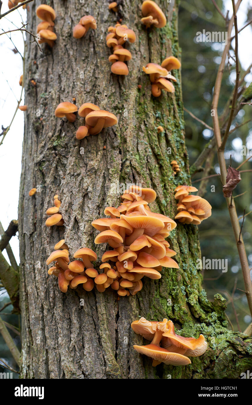 Parasitäre Hallimasch (Armillaria Mellea) Leben auf einem Wald Baum, UK. Stockfoto