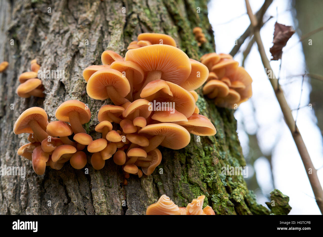 Parasitäre Hallimasch (Armillaria Mellea) Leben auf einem Wald Baum, UK. Stockfoto