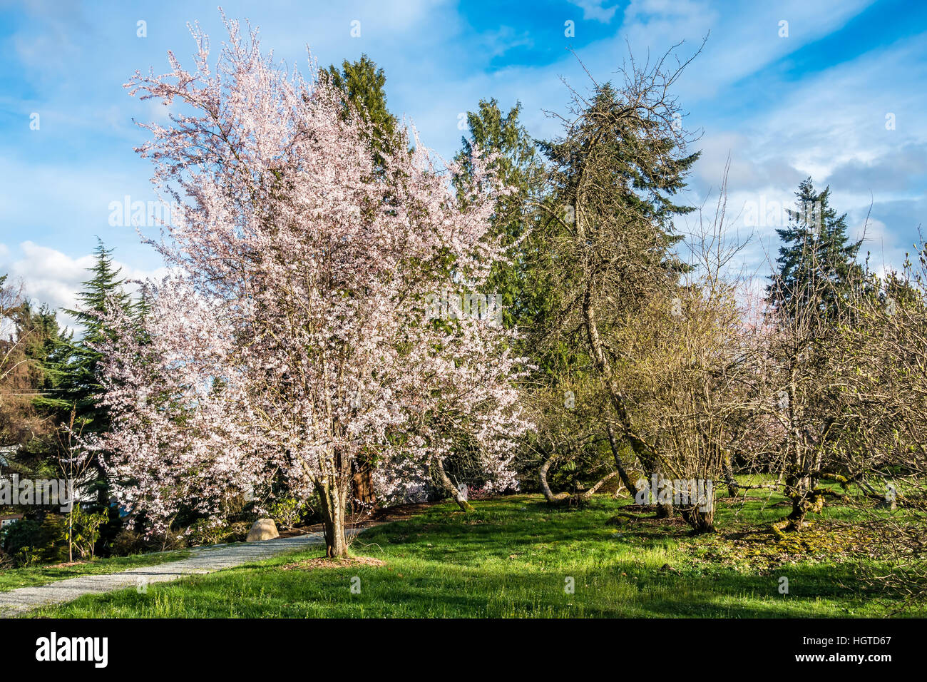 Eine Fülle von weißen Kirschblüten brach im Frühjahr. Schuss in Burien, Washington aufgenommen. Stockfoto