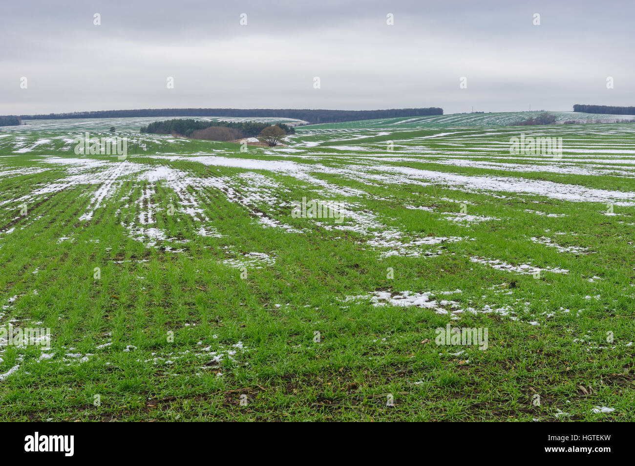Landwirtschaftlich genutzten Feldern mit Wintergetreide zu spät herbstlichen Jahreszeit in der Ukraine Stockfoto