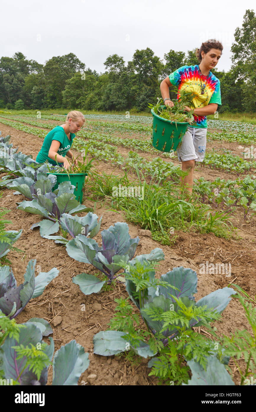 Knechte Emily Chiara und Leah Visconti zieht Unkraut in einem Feld von Gemüse im Crimson und Klee Farm in Northampton, Massachusetts. Stockfoto