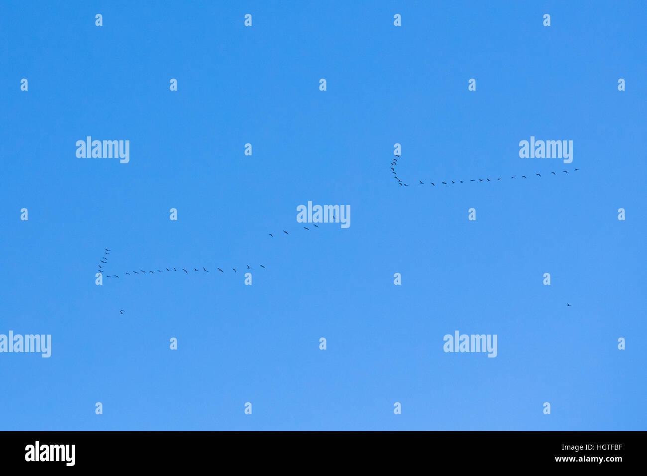 Zwei Herden der Gänse fliegen In V-Formation fliegen im sonnigen blau Herbst oder Frühlingshimmel Stockfoto