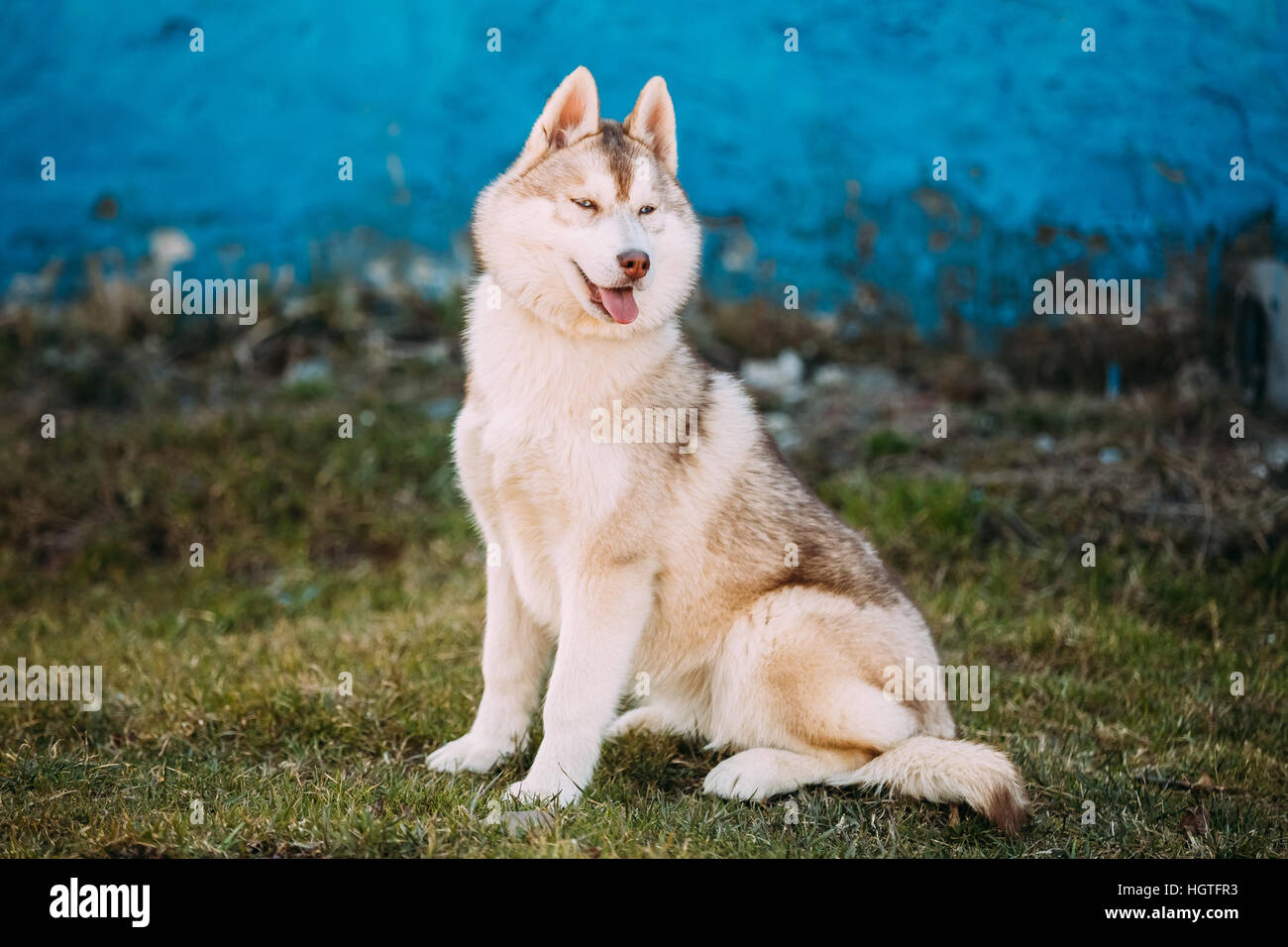 Junge Lustige Weisse Und Rote Husky Welpen Hund Mit Blauen Augen Blau Alte Wand Im Freien Stockfotografie Alamy