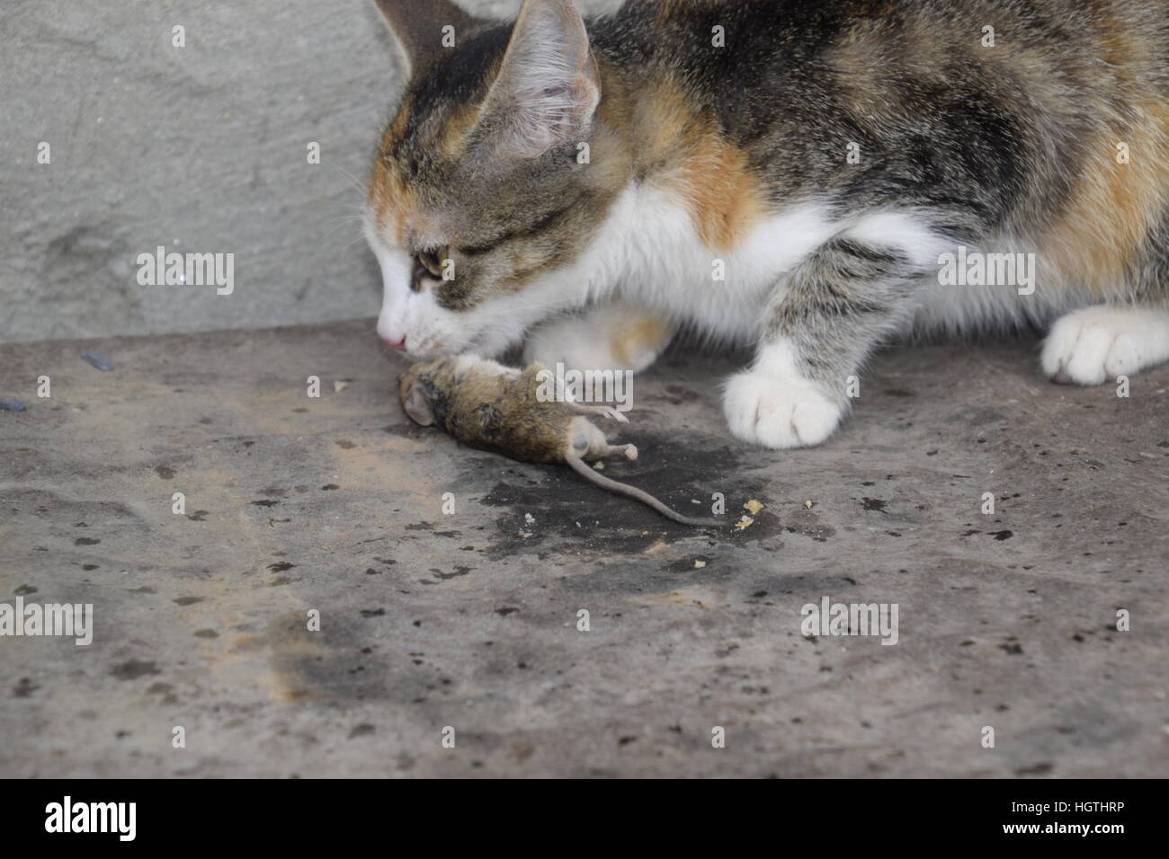 Die Katze fing die Maus. Die Katze frisst die Maus Gefangene. Jäger zu Hause. Stockfoto