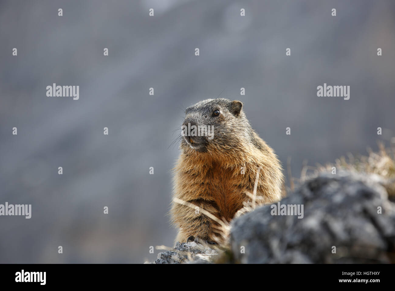 Murmeltier auf einem Felsen im malerischen Berglandschaft auf einer Suche nach Raubtiere. Tierwelt, geschützten Naturpark Area-Konzept. Stockfoto