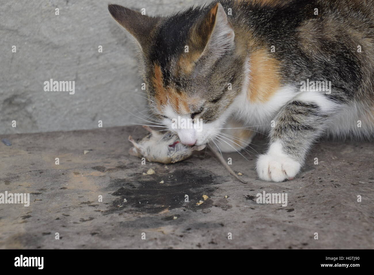 Die Katze fing die Maus. Die Katze frisst die Maus Gefangene. Jäger zu Hause. Stockfoto