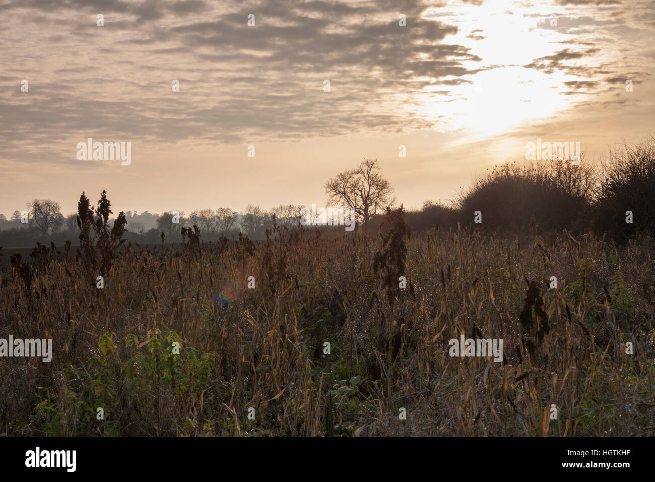 Ein Feldrand und Hecke im späten November Hintergrundbeleuchtung durch niedrige, späten Nachmittagssonne in Northamptonshire, England, UK Stockfoto