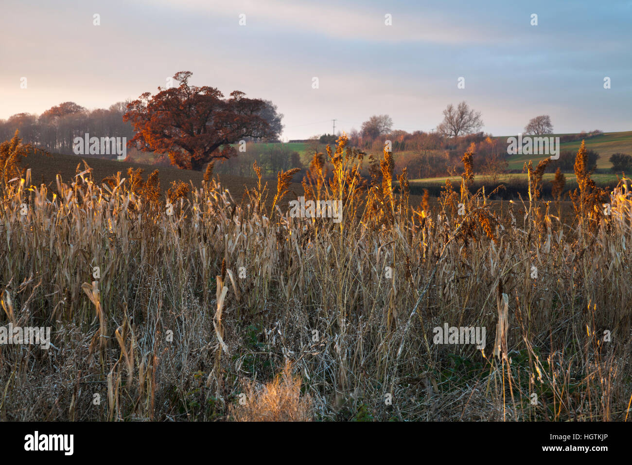 Feldrand gesät mit Saatgut Lager Gräser bilden einen Lebensraum und Nahrungsquelle für Vögel und Wildtiere, Northamptonshire, England Stockfoto