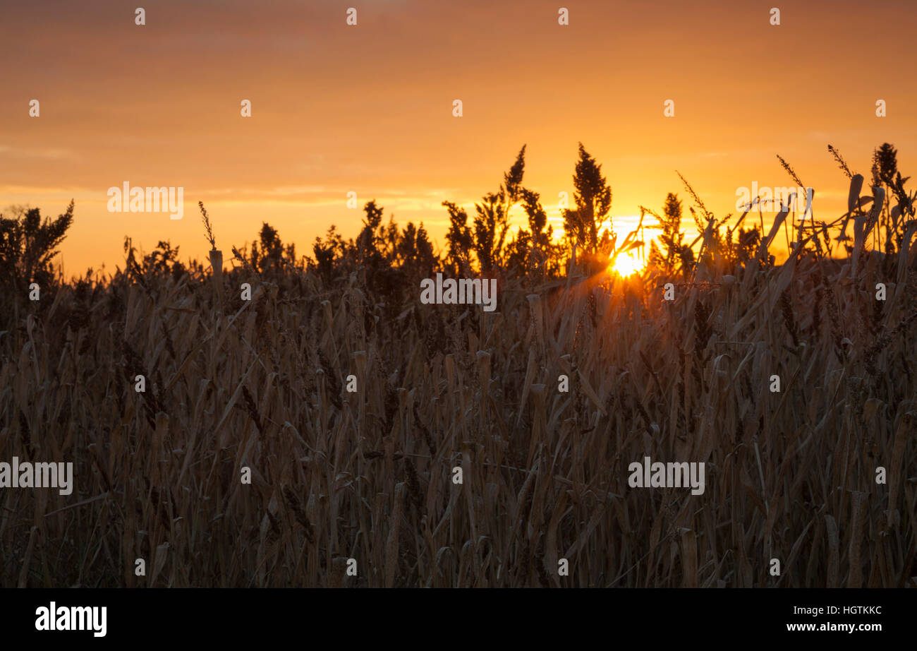 Ein Feldrand im Winter ausgesät mit Wilde Gräser, ihre Seedheads Hintergrundbeleuchtung von der Einstellung Sonne, Northamptonshire, England, UK Stockfoto