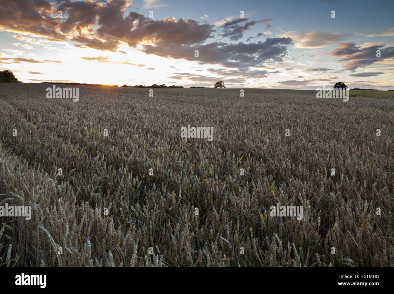 Die untergehende Sonne über ein weites Feld an gereiften Weizen mit eine interessante Wolkengebilde, in der Nähe von Holdenby in Northamptonshire, England, UK Stockfoto