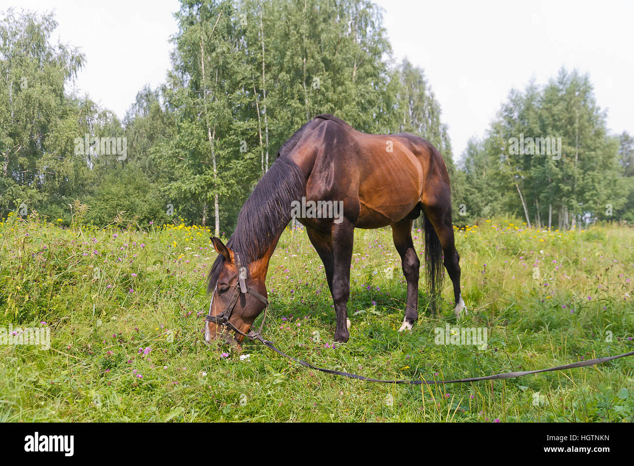 Sauerampfer Pferd grasen auf einer Wiese am Waldrand Stockfoto