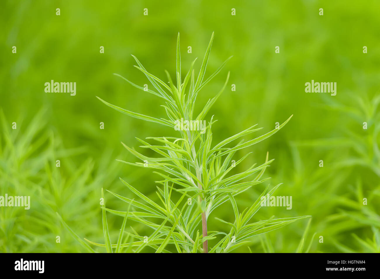 Abstrakten grünen Vegetation Bild mit unscharfen Hintergrund Stockfoto
