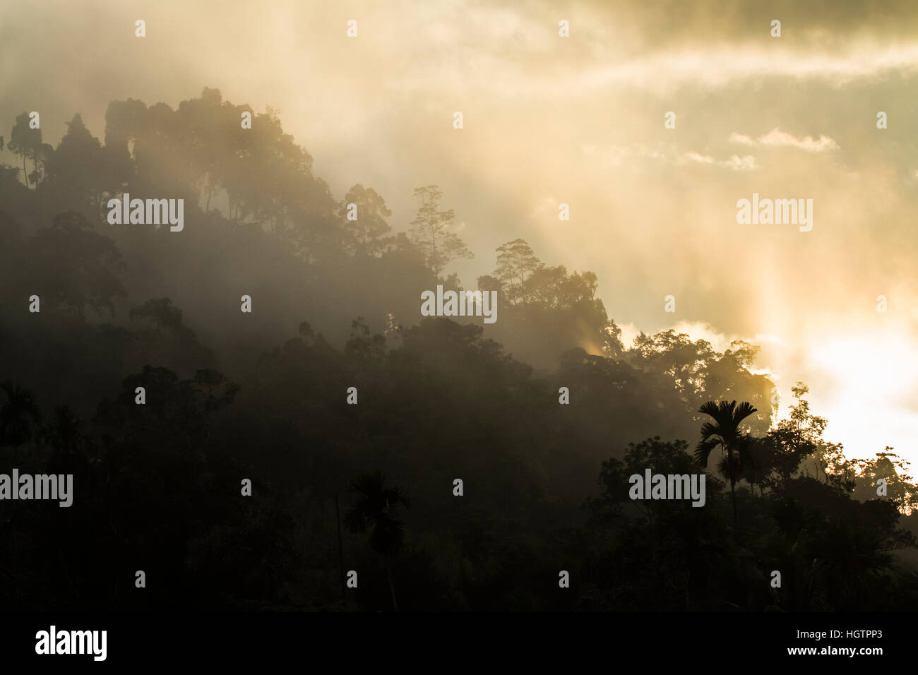 Sonnenuntergang in Sinharaja Waldreservat, Sri Lanka Stockfoto