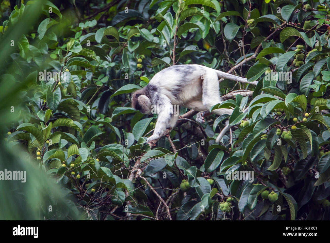 Lila-faced Languren in Sinharaja Forest reserve, Sri Lanka; Specie Rachypithecus Vetulus Familie Cercopithecidae Stockfoto