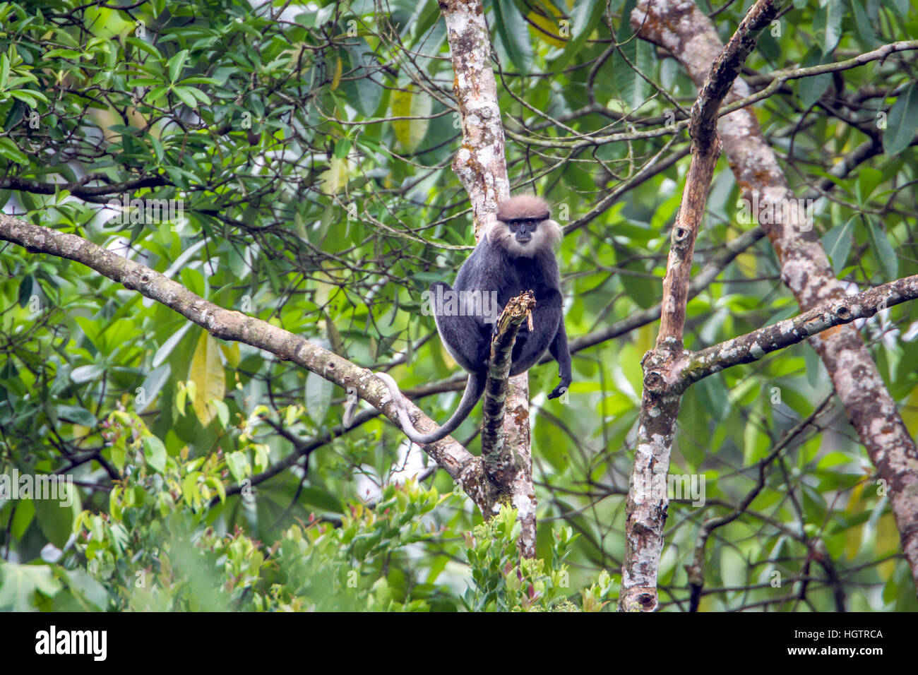 Lila-faced Languren in Sinharaja Forest reserve, Sri Lanka; Specie Rachypithecus Vetulus Familie Cercopithecidae Stockfoto