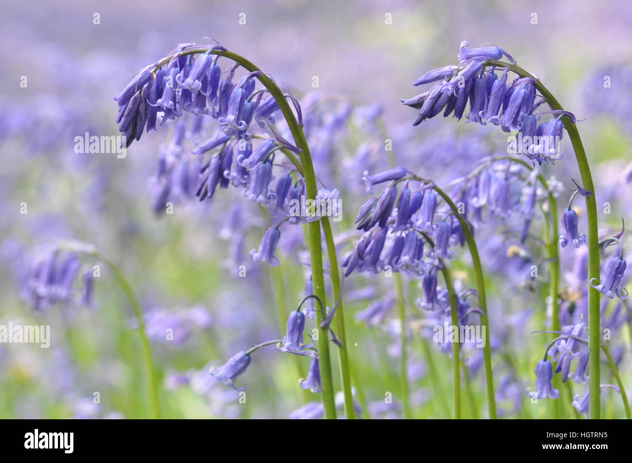 Britische Glockenblumen im Sonnenlicht Stockfoto