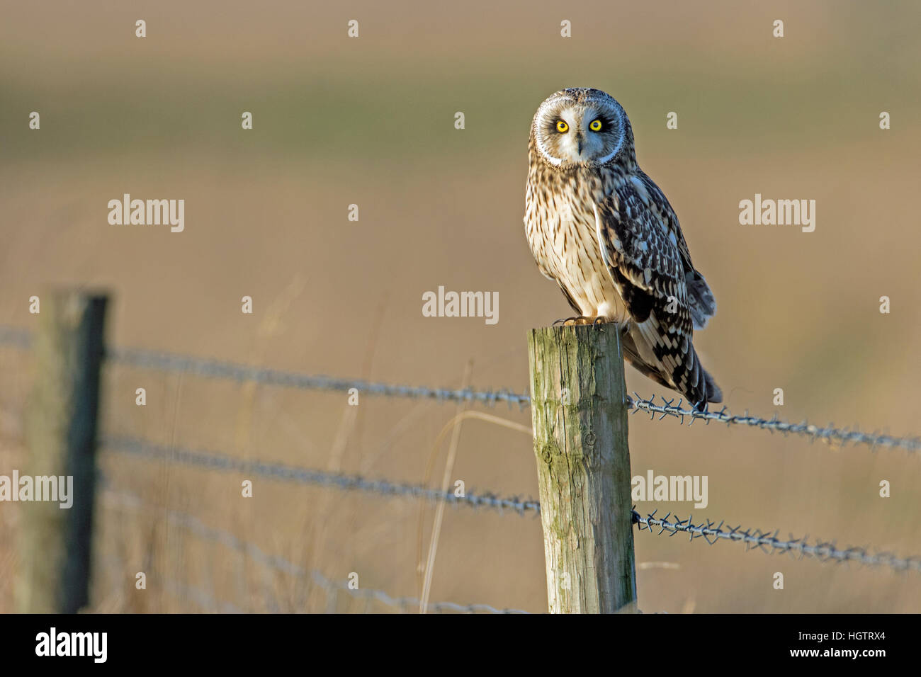 Sumpfohreule (Asio Flammeus) thront auf einem Pfosten, Cambridgeshire, England Stockfoto