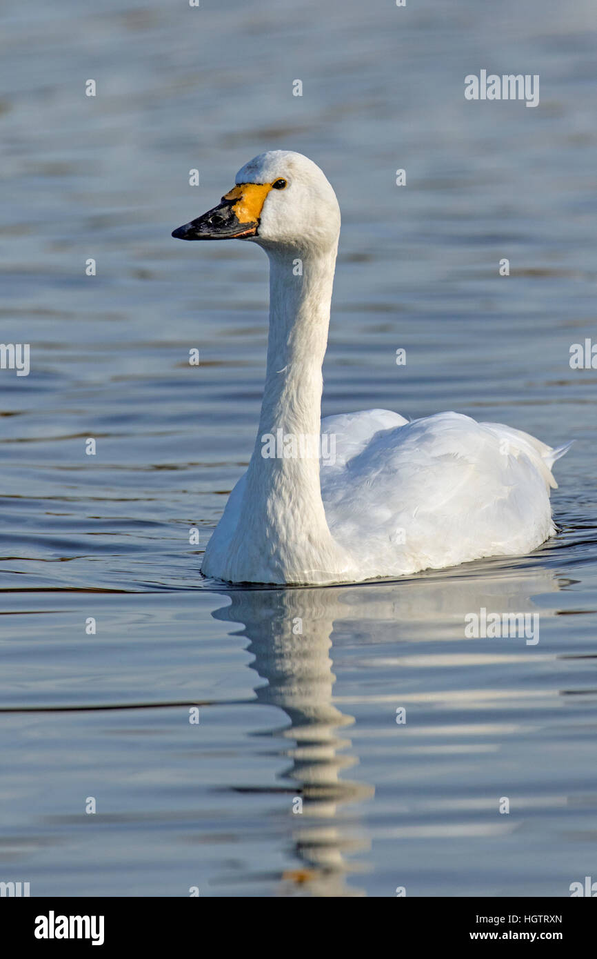 Erwachsenen Bewick Schwan (Cygnus Columbianus) schwimmen, Gloucestershire, England Stockfoto