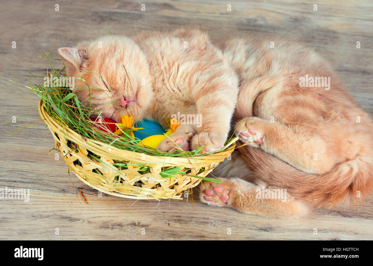 In der Nähe von Korb mit gefärbten Eiern schlafende Katze Stockfoto