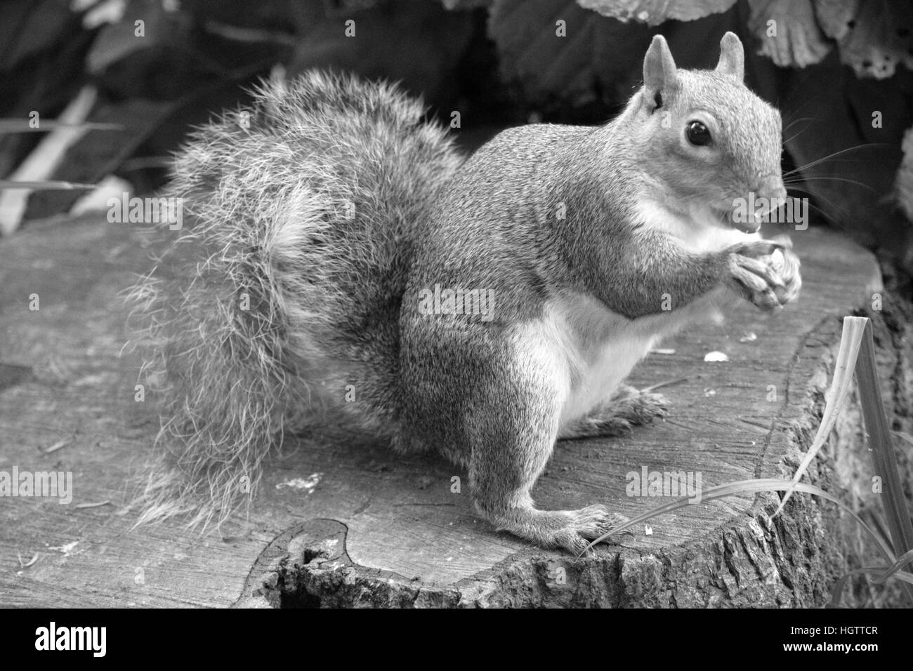 Zeit für das Mittagessen Herr Eichhörnchen Stockfoto