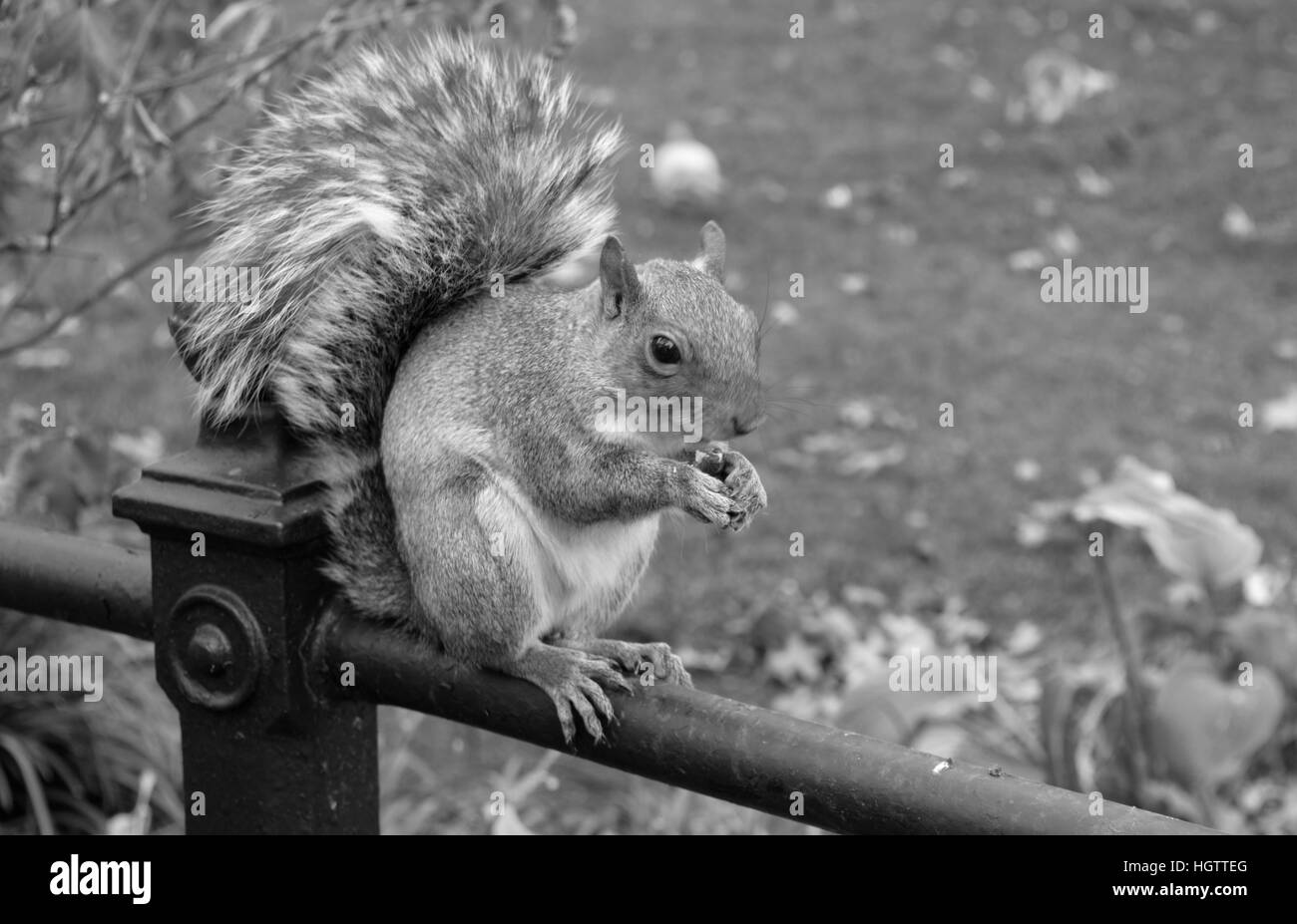 Ein amerikanischer Eichhörnchen sein Mittagessen Stockfoto