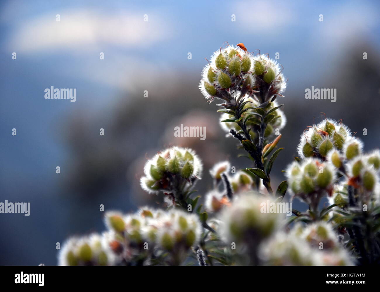 Stinkenden gelben Blüten wachsen. Aotus Ericoides, aka gemeinsame Aotus, aus der Familie der Fabaceae von Sträuchern. Einfachen natürlichen Hintergrund mit einem Detail flowe Stockfoto