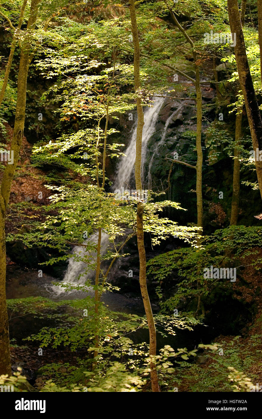 Frakto Jungfrau Wald, Drama Präfektur, Mazedonien Osten, Griechenland, Europa Stockfoto